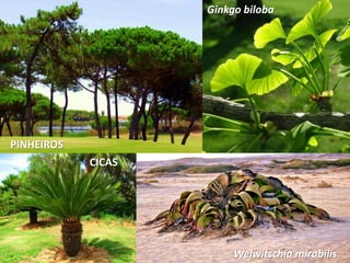 FilicineasPOLIPÓDIOFELICÍNEAS