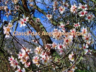 Classe das Gimnospérmicas