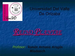 R EINO  P LANTAE Profesor:  Ramón Antonio Aragón Mladosich Universidad Del Valle De Orizaba 