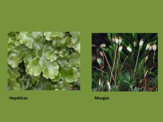 Hepáticas   Musgos
 