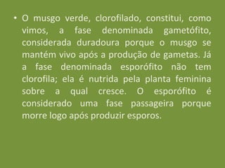 • O musgo verde, clorofilado, constitui, como
  vimos, a fase denominada gametófito,
  considerada duradoura porque o musgo se
  mantém vivo após a produção de gametas. Já
  a fase denominada esporófito não tem
  clorofila; ela é nutrida pela planta feminina
  sobre a qual cresce. O esporófito é
  considerado uma fase passageira porque
  morre logo após produzir esporos.
 