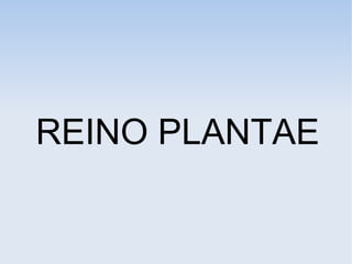 REINO PLANTAE
 