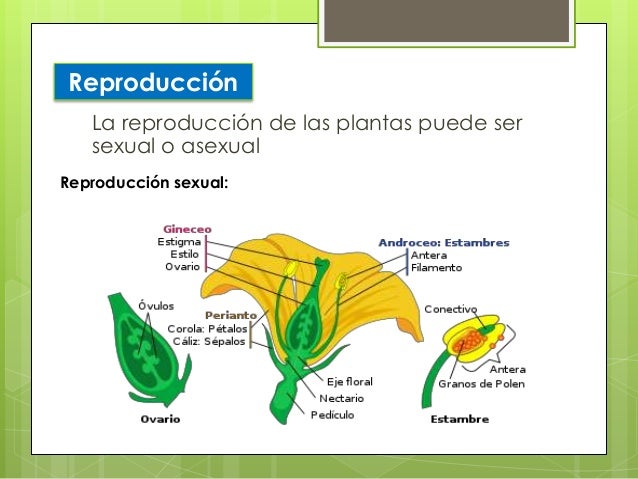 Resultado de imagen para REPRODUCCION REINO vegetal