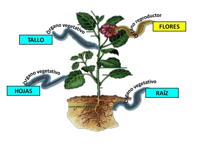 Reino plantae
