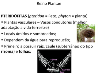 Reino Plantae 
PTERIDÓFITAS (pteridon = Feto; phyton = planta) 
• Plantas vasculares – Vasos condutores (melhor 
adaptação a vida terrestre) 
• Locais úmidos e sombreados; 
• Dependem da água para reprodução; 
• Primeiro a possuir raíz, caule (subterrâneo do tipo 
rizoma) e folhas. 
Professor: Thiago Lima 
 