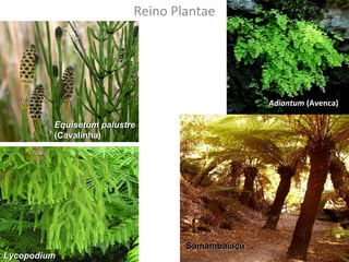 Reino Plantae 
EEqquuiisseettuumm ppaalluussttrree 
((CCaavvaalliinnhhaa)) 
LLyyccooppooddiiuumm 
Adiantum (Avenca) 
SSaammaammbbaaiiaaççúú 
 