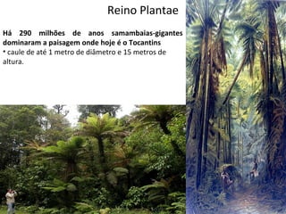 Reino Plantae 
Há 290 milhões de anos samambaias-gigantes 
dominaram a paisagem onde hoje é o Tocantins 
• caule de até 1 metro de diâmetro e 15 metros de 
altura. 
Professor: Thiago Lima 
 