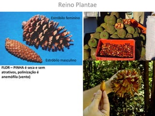 Reino Plantae 
FLOR – PINHA é seca e sem 
atrativos, polinização é 
anemófila (vento) 
Estróbilo feminino 
Estróbilo masculino 
 