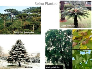 Reino Plantae 
Mata das Araucárias 
Cycas revoluta 
Pinheiro Ginkgo biloba 
 