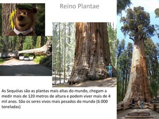Reino Plantae 
As Sequóias são as plantas mais altas do mundo, chegam a 
medir mais de 120 metros de altura e podem viver mais de 4 
mil anos. São os seres vivos mais pesados do mundo (6.000 
toneladas) 
 