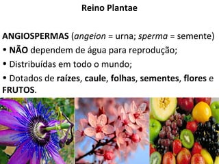 Reino Plantae 
ANGIOSPERMAS (angeion = urna; sperma = semente) 
• NÃO dependem de água para reprodução; 
• Distribuídas em todo o mundo; 
• Dotados de raízes, caule, folhas, sementes, flores e 
FRUTOS. 
Professor: Thiago Lima 
 