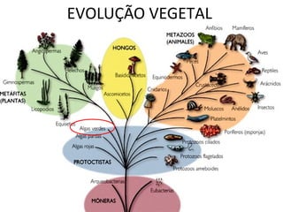 EVOLUÇÃO VEGETAL 
 