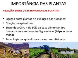 IMPORTÂNCIA DAS PLANTAS 
RELAÇÃO ENTRE O SER HUMANO E AS PLANTAS 
• Ligação entre plantas e a evolução dos humanos; 
• Criação da agricultura; 
• Segundo a ONU + de 50% da base alimentar dos 
humanos concentra-se em 3 gramíneas (trigo, arroz e 
milho) 
• Tecnologia na agricultura = maior produtividade 
 