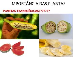 IMPORTÂNCIA DAS PLANTAS 
PLANTAS TRANSGÊNICAS??????? 
 