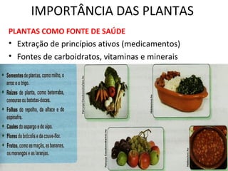 IMPORTÂNCIA DAS PLANTAS 
PLANTAS COMO FONTE DE SAÚDE 
• Extração de princípios ativos (medicamentos) 
• Fontes de carboidratos, vitaminas e minerais 
 