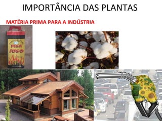 IMPORTÂNCIA DAS PLANTAS 
MATÉRIA PRIMA PARA A INDÚSTRIA 
 