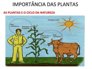 IMPORTÂNCIA DAS PLANTAS 
AS PLANTAS E O CICLO DA NATUREZA 
