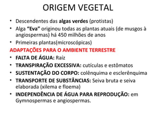 ORIGEM VEGETAL 
• Descendentes das algas verdes (protistas) 
• Alga “Eva” originou todas as plantas atuais (de musgos à 
angiospermas) há 450 milhões de anos 
• Primeiras plantas(microscópicas) 
ADAPTAÇÕES PARA O AMBIENTE TERRESTRE 
• FALTA DE ÁGUA: Raíz 
• TRANSPIRAÇÃO EXCESSIVA: cutículas e estômatos 
• SUSTENTAÇÃO DO CORPO: colênquima e esclerênquima 
• TRANSPORTE DE SUBSTÂNCIAS: Seiva bruta e seiva 
elaborada (xilema e floema) 
• INDEPENDÊNCIA DE ÁGUA PARA REPRODUÇÃO: em 
Gymnospermas e angiospermas. 
 