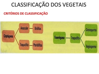 CLASSIFICAÇÃO DOS VEGETAIS 
CRITÉRIOS DE CLASSIFICAÇÃO 
 