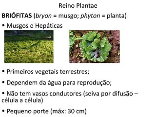 Reino Plantae 
BRIÓFITAS (bryon = musgo; phyton = planta) 
• Musgos e Hepáticas 
• Primeiros vegetais terrestres; 
• Dependem da água para reprodução; 
• Não tem vasos condutores (seiva por difusão – 
célula a célula) 
• Pequeno porte (máx: 30 cm) 
 
