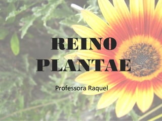 REINO 
PLANTAE 
Professora Raquel 
 