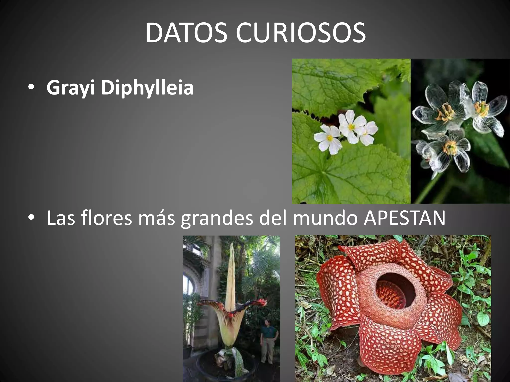 Reino Plantae | PPTX