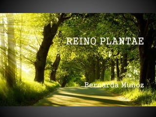 REINO PLANTAE
Bernarda Muñoz
 