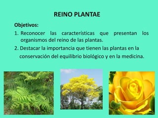 REINO PLANTAE
Objetivos:
1. Reconocer las características que presentan los
organismos del reino de las plantas.
2. Destacar la importancia que tienen las plantas en la
conservación del equilibrio biológico y en la medicina.
 