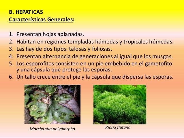 Reino plantae Reino plantae