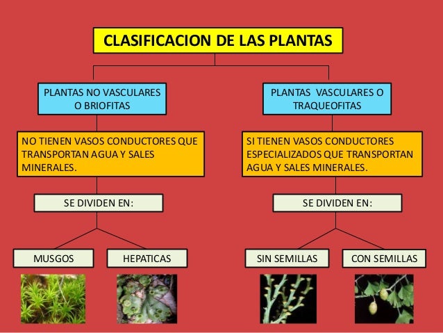 Reino plantae Reino plantae