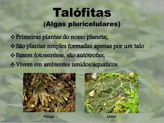 Resultado de imagem para talofitas
