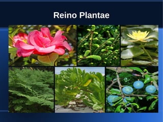 Reino Plantae
 