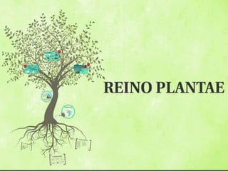 Reino plantae, estructura, clasificación, reproducción