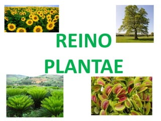 REINO
PLANTAE
 