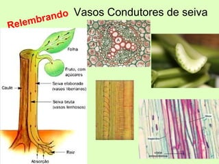 Vasos Condutores de seiva
Relembrando
 
