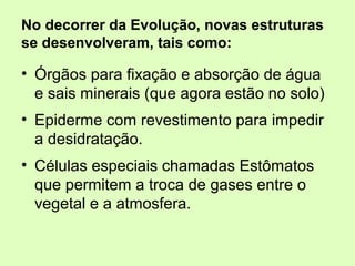 No decorrer da Evolução, novas estruturas
se desenvolveram, tais como:
• Órgãos para fixação e absorção de água
e sais minerais (que agora estão no solo)
• Epiderme com revestimento para impedir
a desidratação.
• Células especiais chamadas Estômatos
que permitem a troca de gases entre o
vegetal e a atmosfera.
 