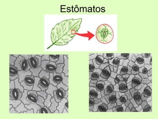 Estômatos
 