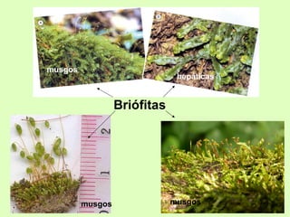 Briófitas
musgos
musgos
hepáticas
musgos
 