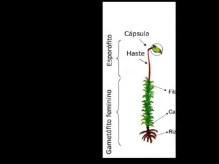 Estrutura
de um musgo
Filóide
Caulóide
Rizóide
 