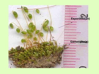 Esporófito(2n)
Gametófito(n)
 