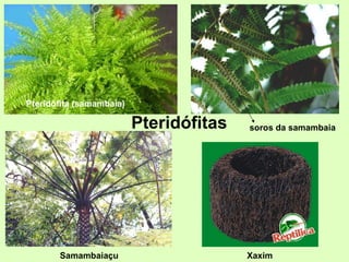 Pteridófita (samambaia)
soros da samambaia
Samambaiaçu
Pteridófitas
Xaxim
 