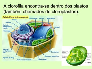 A clorofila encontra-se dentro dos plastos
(também chamados de cloroplastos).
 