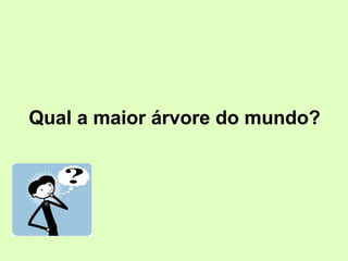 Qual a maior árvore do mundo?
 