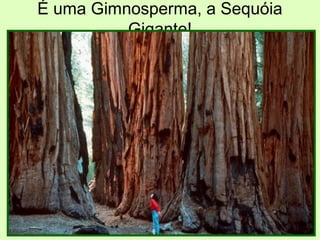 É uma Gimnosperma, a Sequóia
Gigante!
 