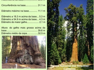 Parque Nacional das Sequóias
Califórnia
Altura acima da base..................... 83.8 m
Circunferência na base.................. 31.1 m
Diâmetro máximo na base............. 11.1 m
Diâmetro a 18.3 m acima da base... 5.3 m
Diâmetro a 54.9 m acima da base... 4.3 m
Diâmetro do maior galho.................. 2.1 m
Altura do galho mais grosso acima da
base............................................... 39.6 m
Diâmetro médio da copa.................32.5 m
Idade estimada: 2.200 anos.
 