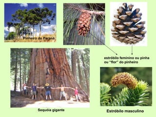 Pinheiro do Paraná
estróbilo feminino ou pinha
ou “flor” do pinheiro
Sequóia gigante Estróbilo masculino
 