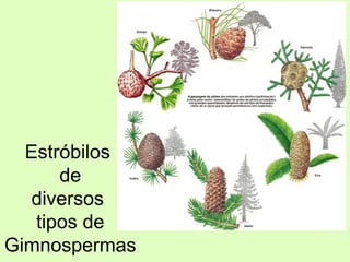 Estróbilos
de
diversos
tipos de
Gimnospermas
 