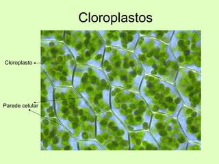 Cloroplastos
Parede celular
Cloroplasto
 