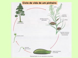 Ciclo de vida de um pinheiro
 
