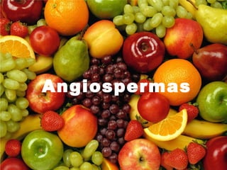 Angiospermas
 